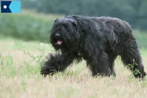 Read more about the article Bouvier des Flandres breeders and puppies in Minnesota