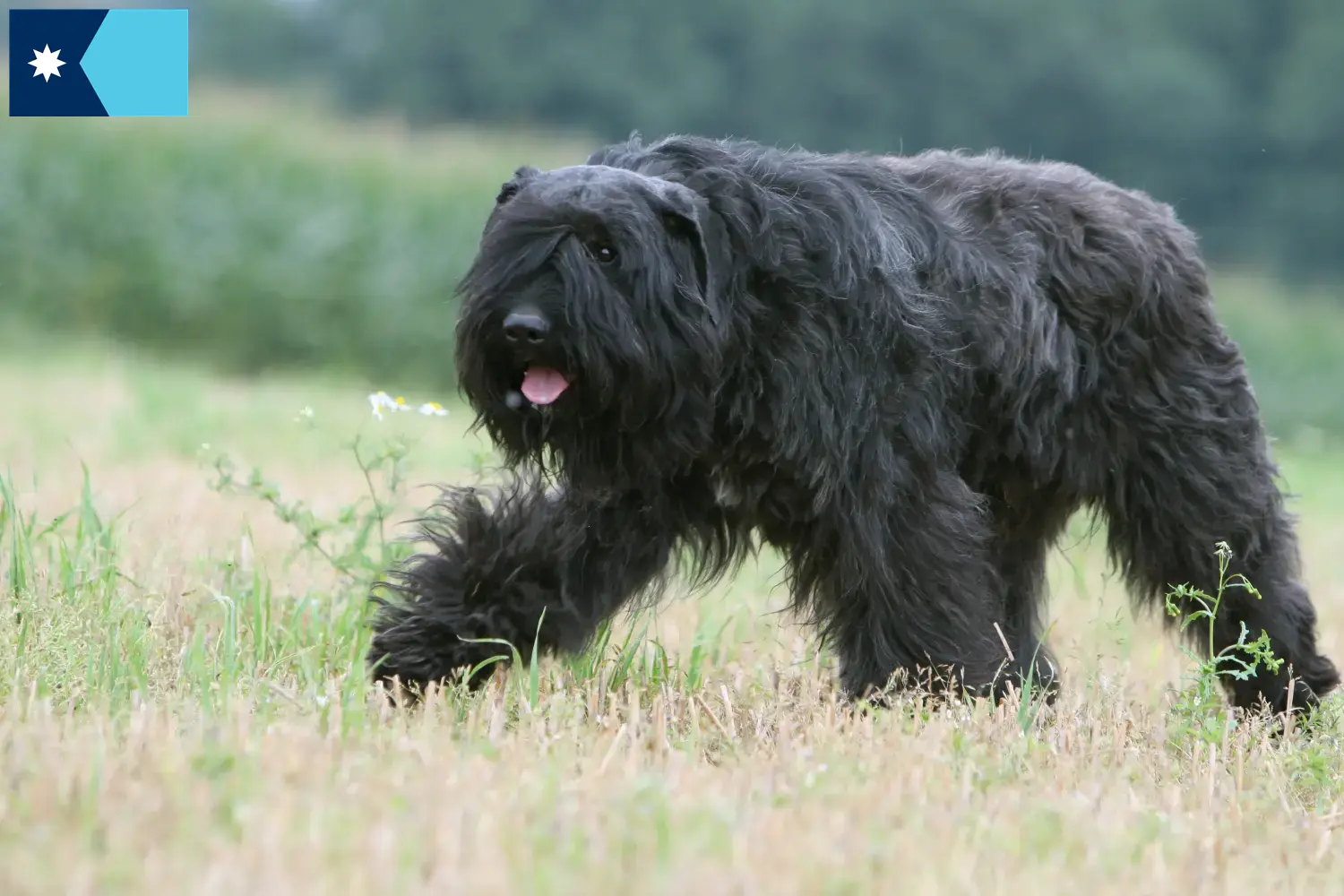 Bouvier des Flandres puppies and breeders Minnesota Find Bouvier des Flandres breeders in Minnesota.