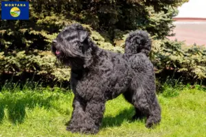 Read more about the article Bouvier des Flandres breeders and puppies in Montana