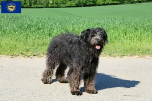 Read more about the article Bouvier des Flandres breeders and puppies in Nebraska