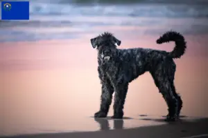 Read more about the article Bouvier des Flandres breeders and puppies in Nevada