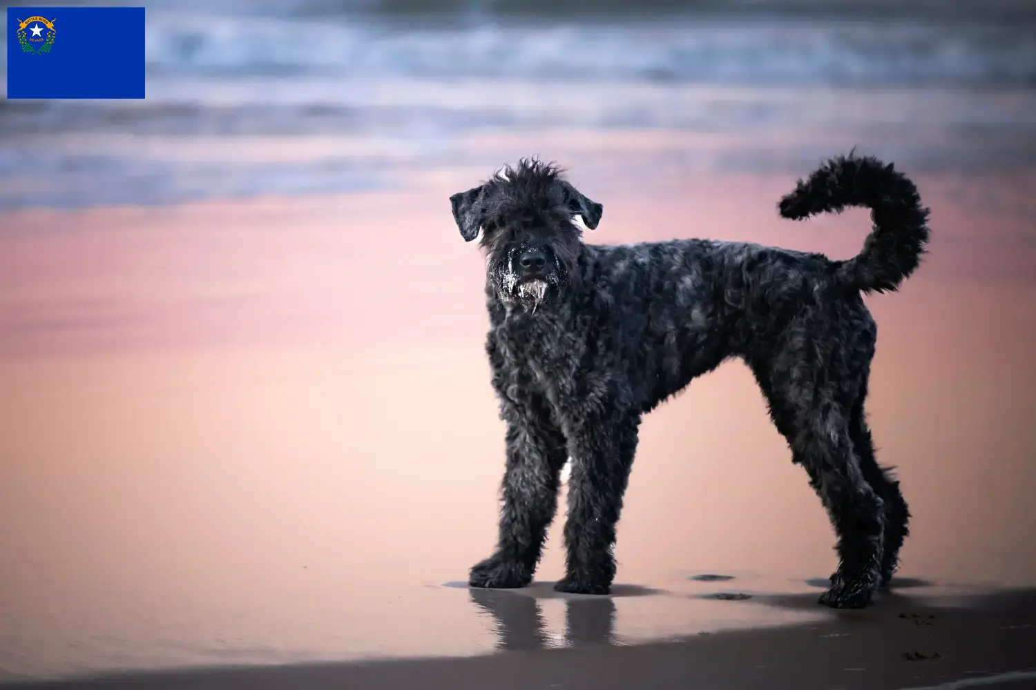 Bouvier des Flandres puppies and breeders Nevada Find Bouvier des Flandres breeders in Nevada.