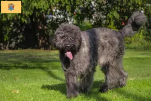 Read more about the article Bouvier des Flandres breeders and puppies in New Jersey