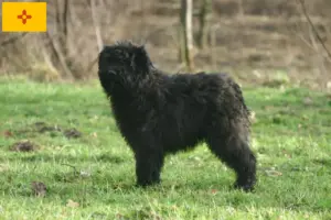Read more about the article Bouvier des Flandres breeders and puppies in New Mexico