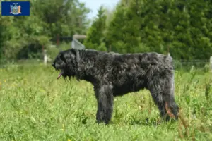 Read more about the article Bouvier des Flandres breeders and puppies in New York