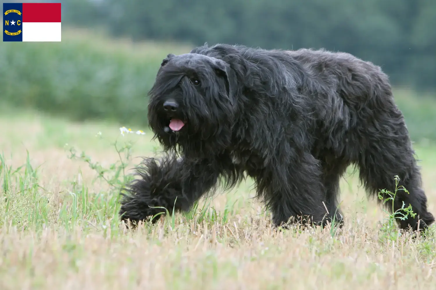 Bouvier des Flandres puppies and breeders North Carolina Find Bouvier des Flandres breeders in North Carolina.