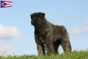 Read more about the article Bouvier des Flandres breeders and puppies in Ohio