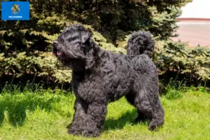 Read more about the article Bouvier des Flandres breeders and puppies in Oklahoma