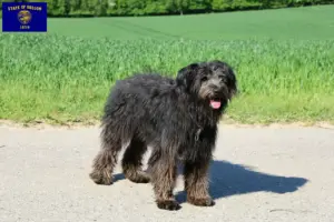 Read more about the article Bouvier des Flandres breeders and puppies in Oregon