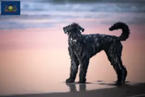 Read more about the article Bouvier des Flandres breeders and puppies in Pennsylvania
