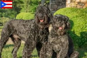 Read more about the article Bouvier des Flandres breeders and puppies in Puerto Rico