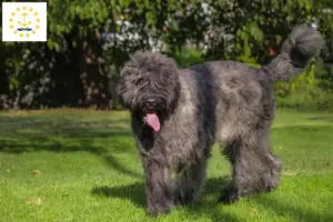 Read more about the article Bouvier des Flandres breeders and puppies in Rhode Island