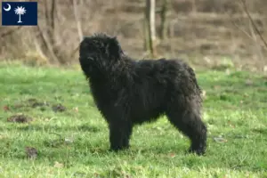 Read more about the article Bouvier des Flandres breeders and puppies in South Carolina