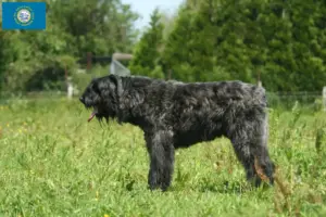 Read more about the article Bouvier des Flandres breeders and puppies in South Dakota