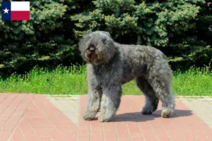 Read more about the article Bouvier des Flandres breeders and puppies in Texas