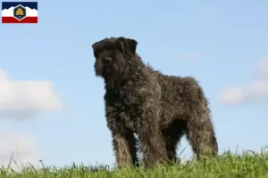 Read more about the article Bouvier des Flandres breeders and puppies in Utah