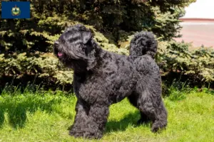 Read more about the article Bouvier des Flandres breeders and puppies in Vermont