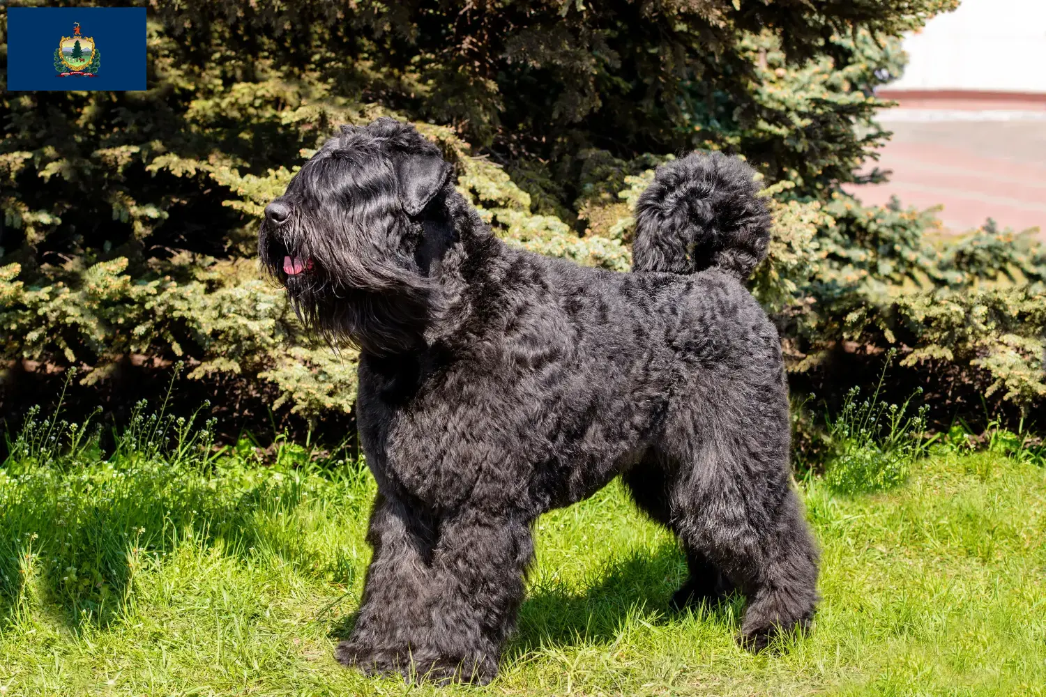 Bouvier des Flandres puppies and breeders Vermont Find Bouvier des Flandres breeders in Vermont.