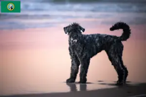 Read more about the article Bouvier des Flandres breeders and puppies in Washington