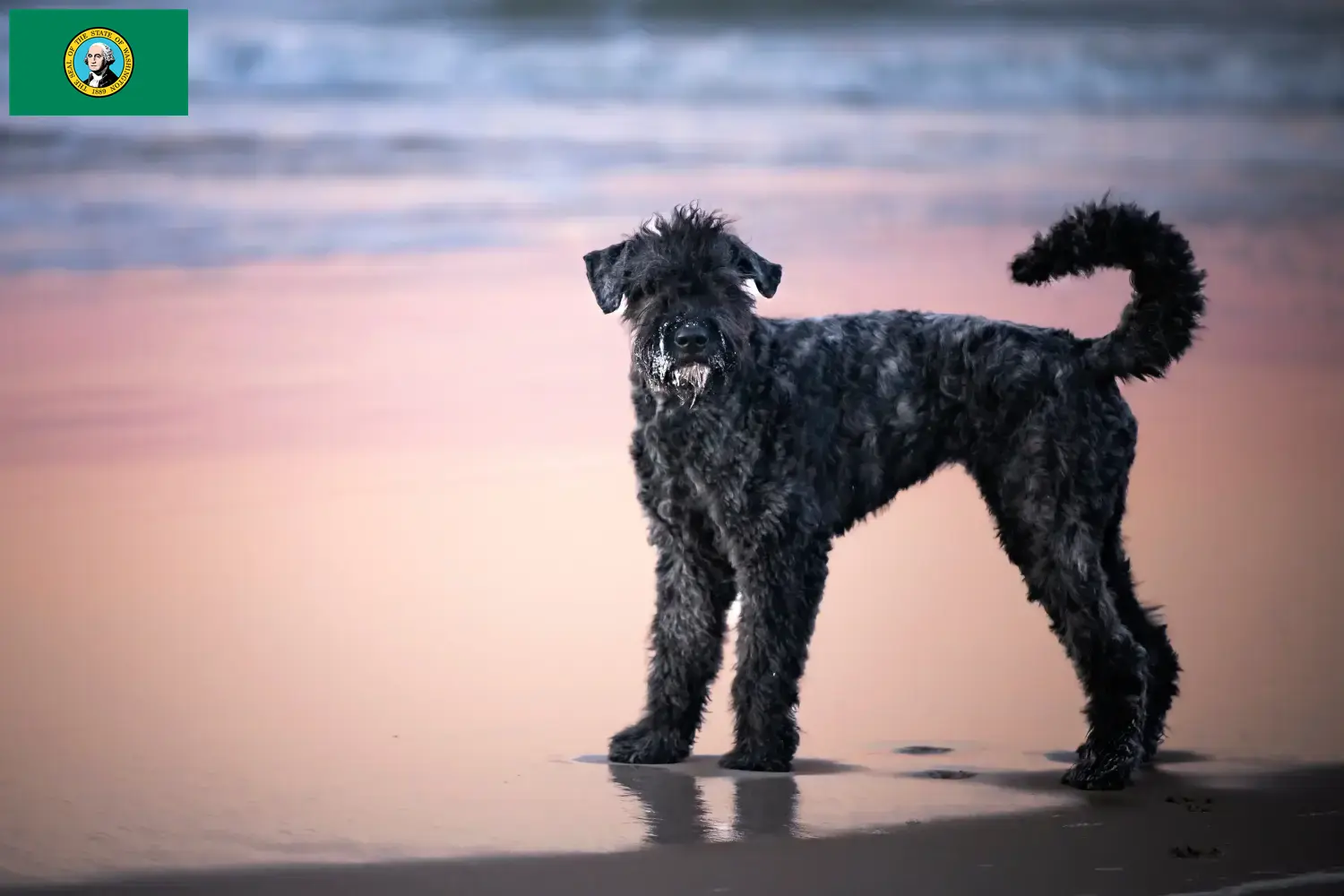 Bouvier des Flandres puppies and breeders Washington Here you can find Bouvier des Flandres breeders in Washington.
