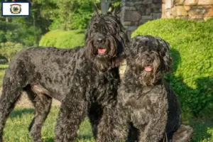 Read more about the article Bouvier des Flandres breeders and puppies in West Virginia