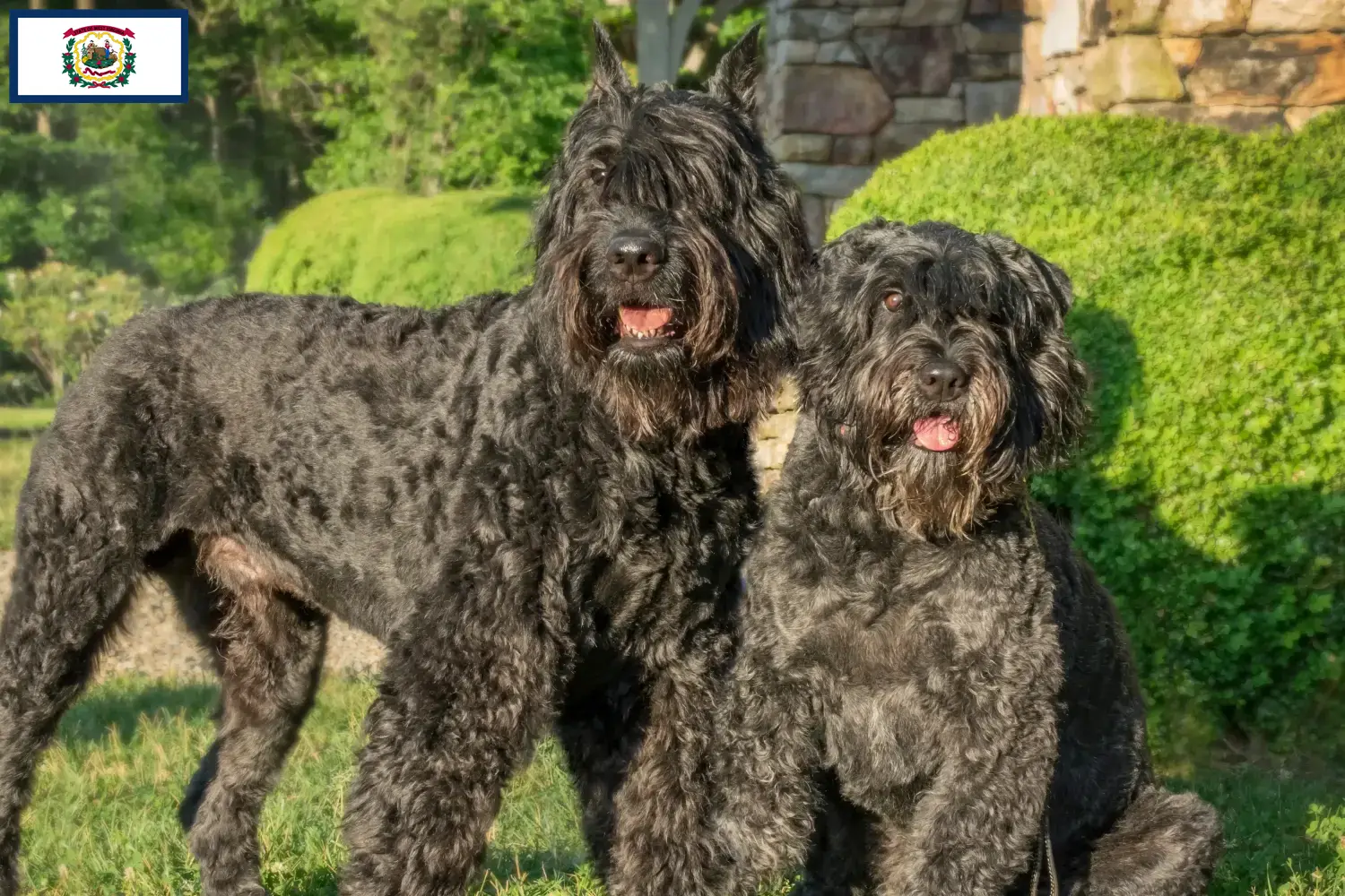 Bouvier des Flandres puppies and breeders West Virginia Find Bouvier des Flandres breeders in West Virginia.
