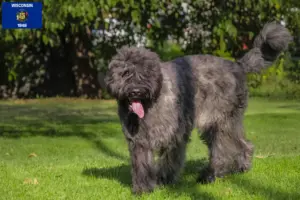 Read more about the article Bouvier des Flandres breeders and puppies in Wisconsin