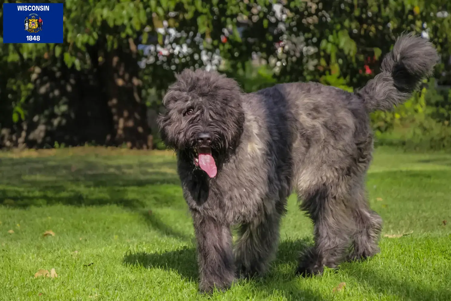 Bouvier des Flandres puppies and breeders Wisconsin Find Bouvier des Flandres breeders in Wisconsin.