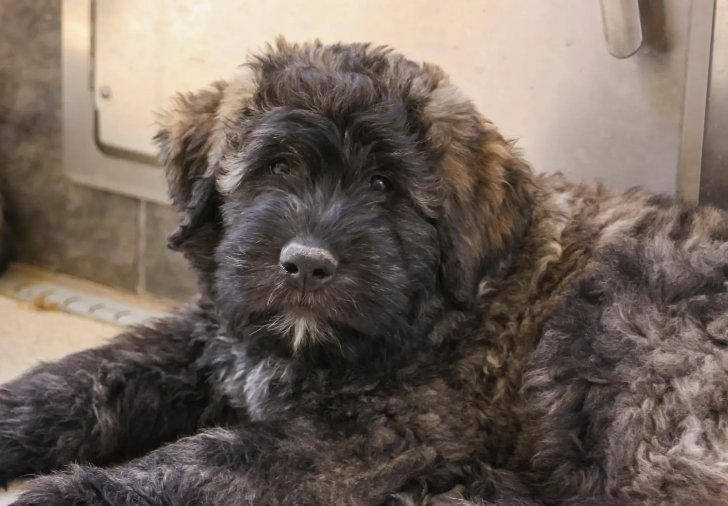 Buying a Bouvier des Flandres puppy means taking responsibility! Buy Bouvier des Flandres puppies.