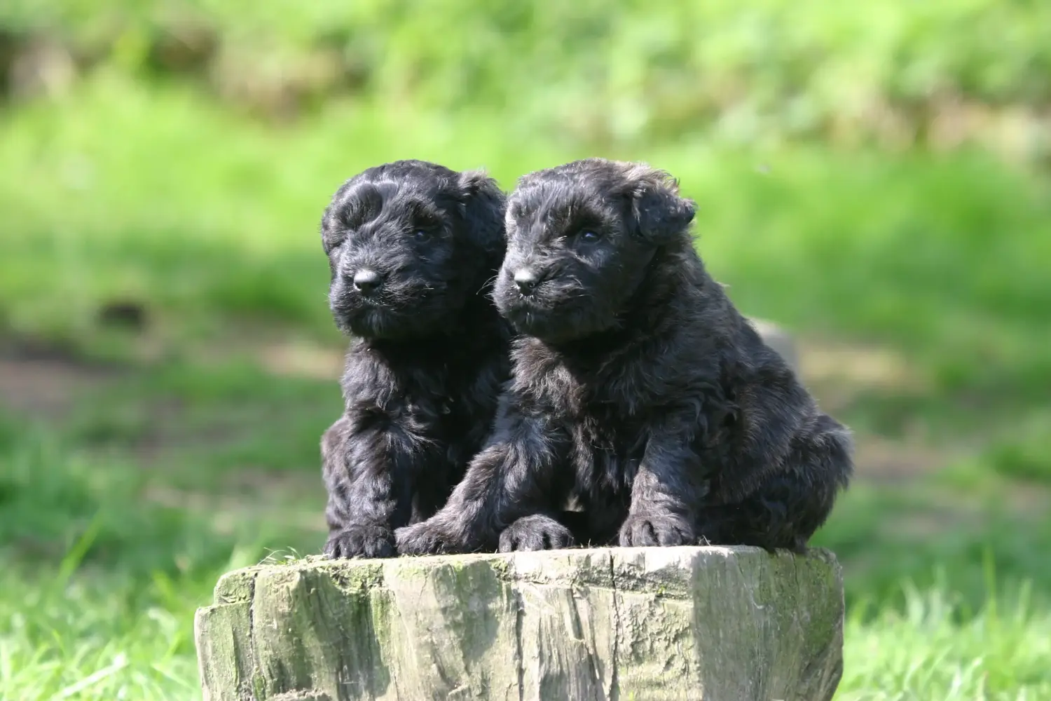 Buying a Bouvier des Flandres puppy means taking responsibility! Buy Bouvier des Flandres puppies.
