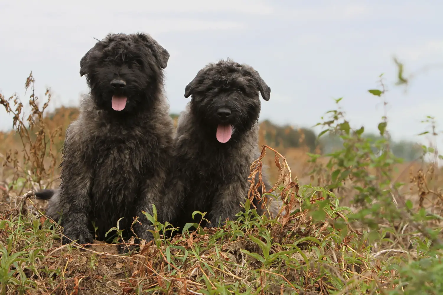 Buying a Bouvier des Flandres puppy means taking responsibility! Buy Bouvier des Flandres puppies.