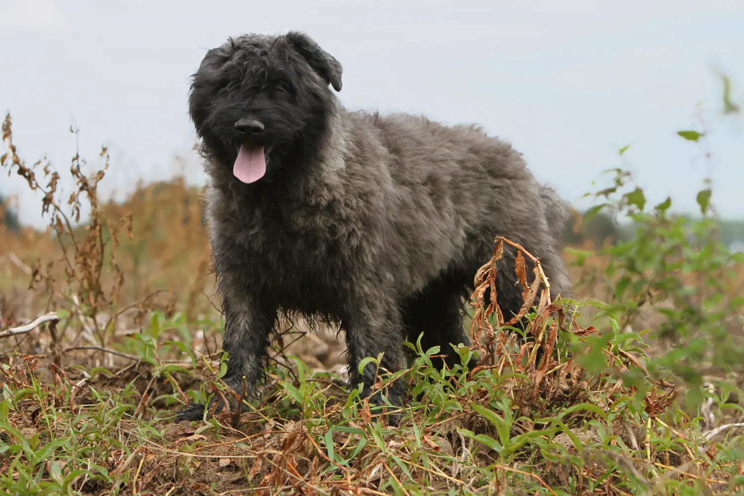 Buying a Bouvier des Flandres puppy means taking responsibility! Buy Bouvier des Flandres puppies.