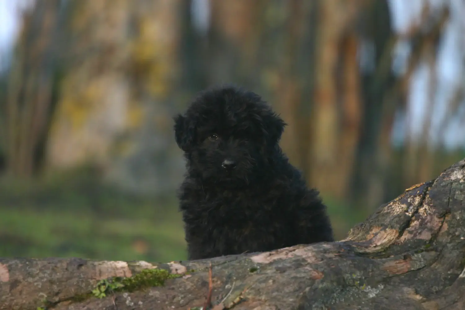 Buying a Bouvier des Flandres puppy means taking responsibility! Buy Bouvier des Flandres puppies.