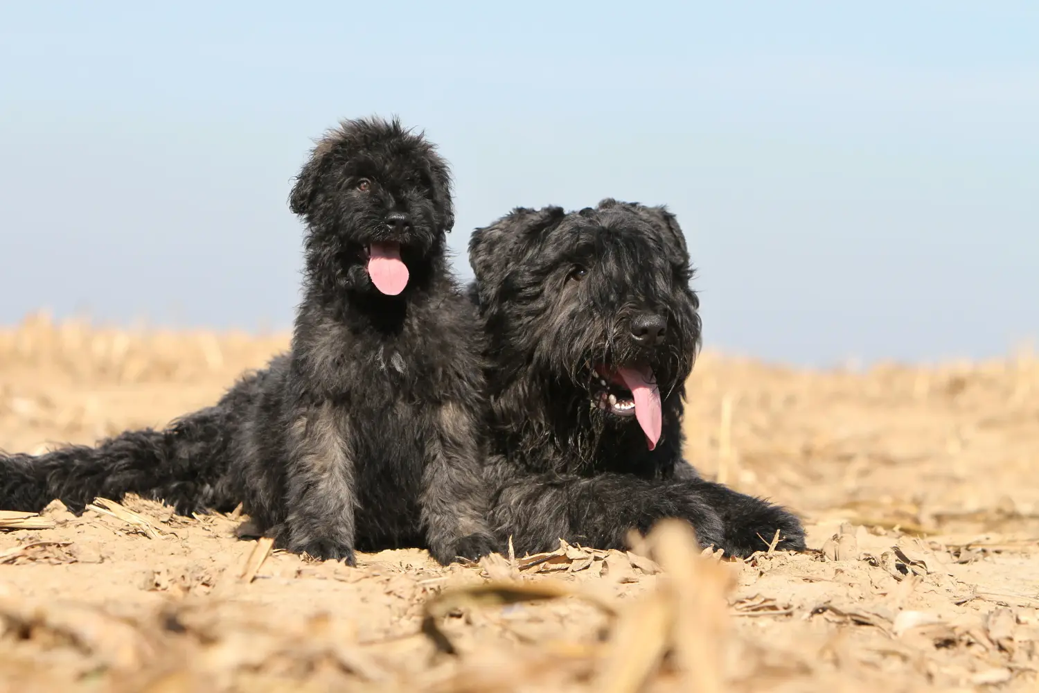 Buying a Bouvier des Flandres puppy means taking responsibility! Buy Bouvier des Flandres puppies.