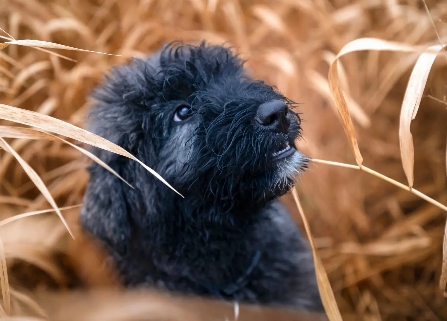 Buying a Bouvier des Flandres puppy means taking responsibility! Buy Bouvier des Flandres puppies.