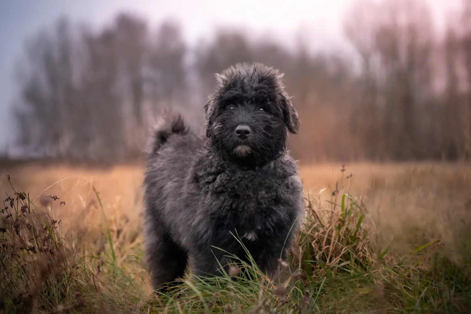 Buying a Bouvier des Flandres puppy means taking responsibility! Buy Bouvier des Flandres puppies.
