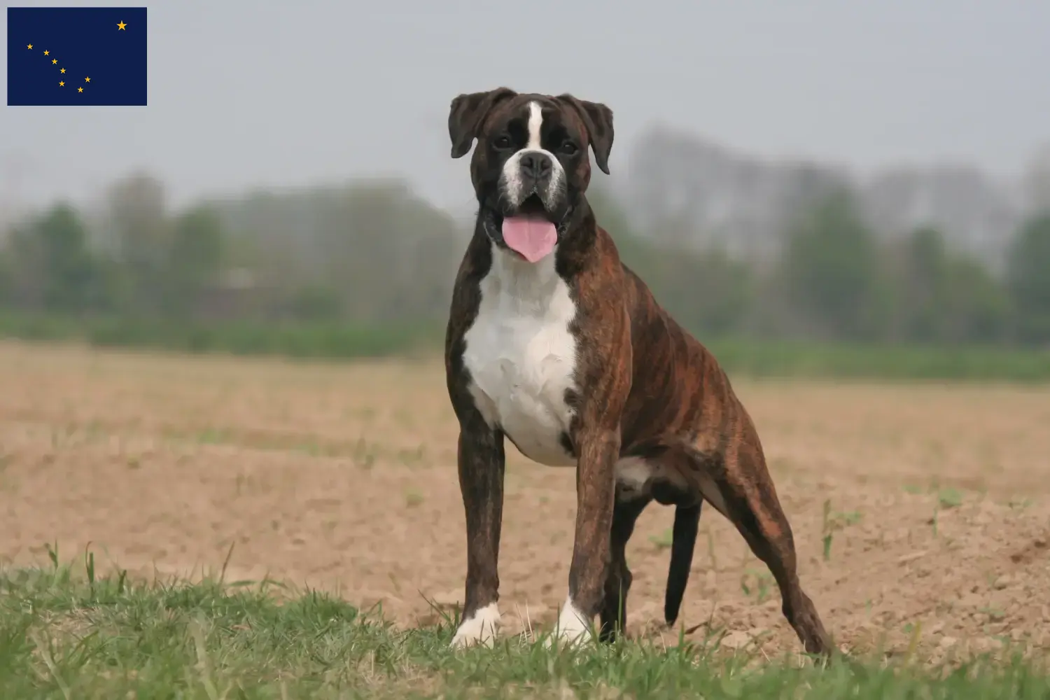 Boxer puppies and breeder Alaska Here you can find Boxer breeders in Alaska.