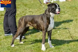 Read more about the article Boxer breeders and puppies in Arizona