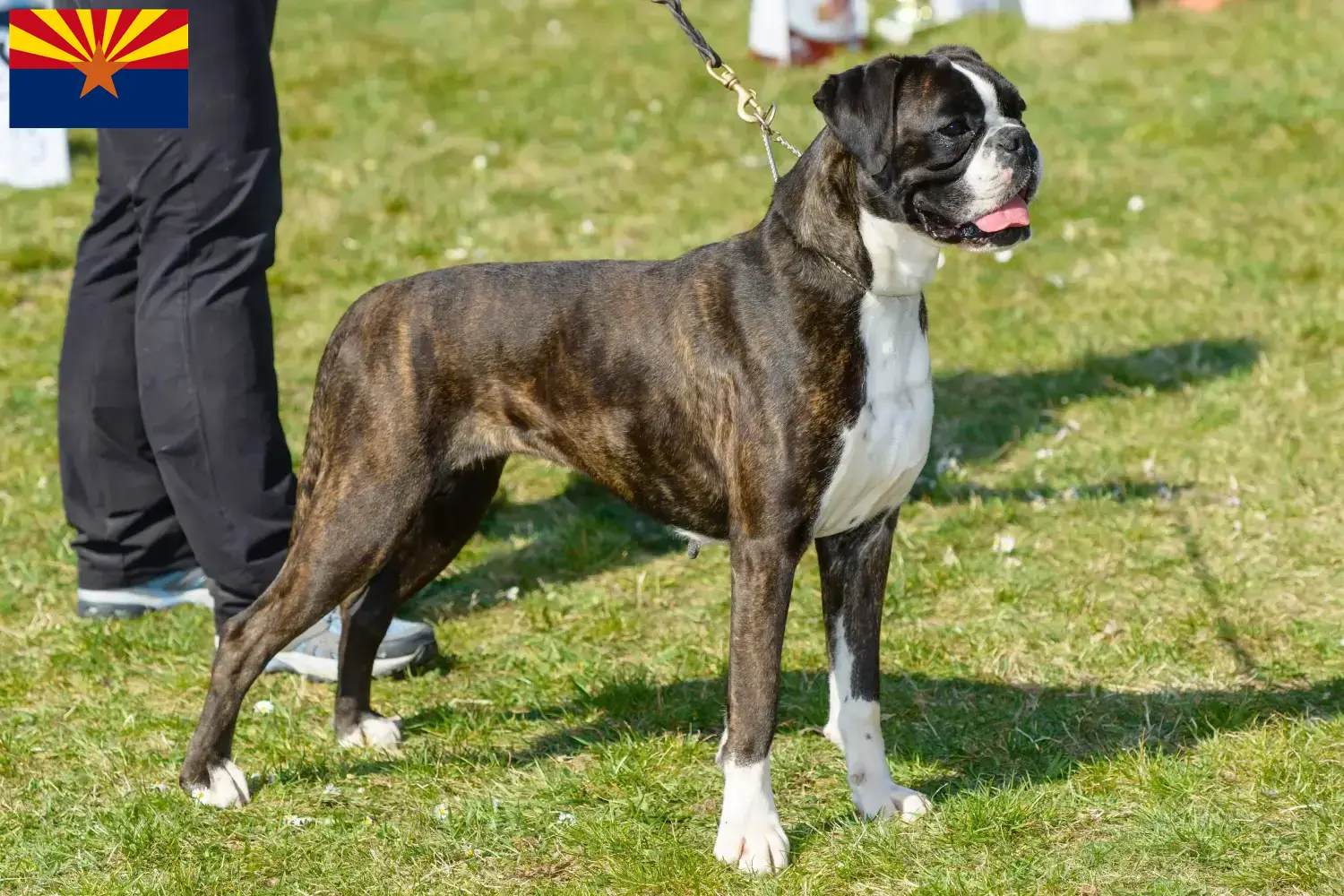 Boxer puppies and breeder Arizona Here you can find Boxer breeders in Arizona.