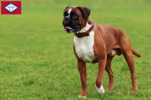 Read more about the article Boxer breeders and puppies in Arkansas