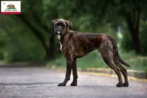 Read more about the article Boxer breeders and puppies in California