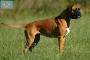Read more about the article Boxer breeders and puppies in Delaware