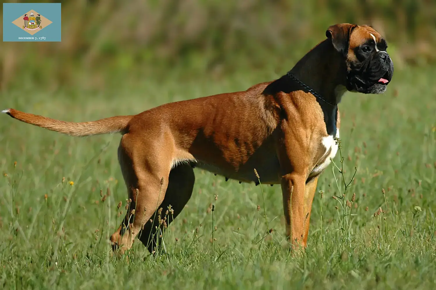 Boxer puppies and breeder Delaware Find Boxer breeders in Delaware here.