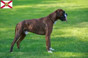 Read more about the article Boxer breeders and puppies in Florida
