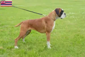 Read more about the article Boxer breeders and puppies in Hawaii