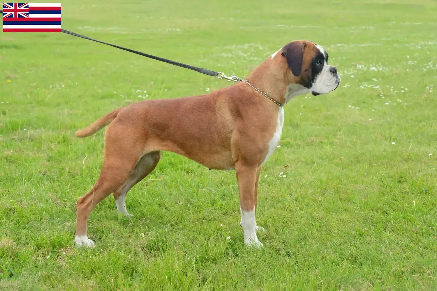 Boxer puppies and breeder Hawaii Here you can find Boxer breeders in Hawaii.