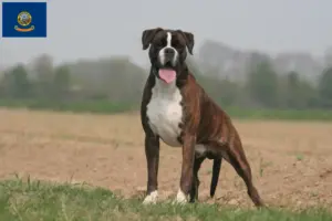 Read more about the article Boxer breeders and puppies in Idaho