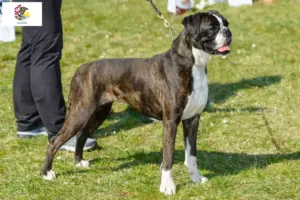 Read more about the article Boxer breeders and puppies in Illinois
