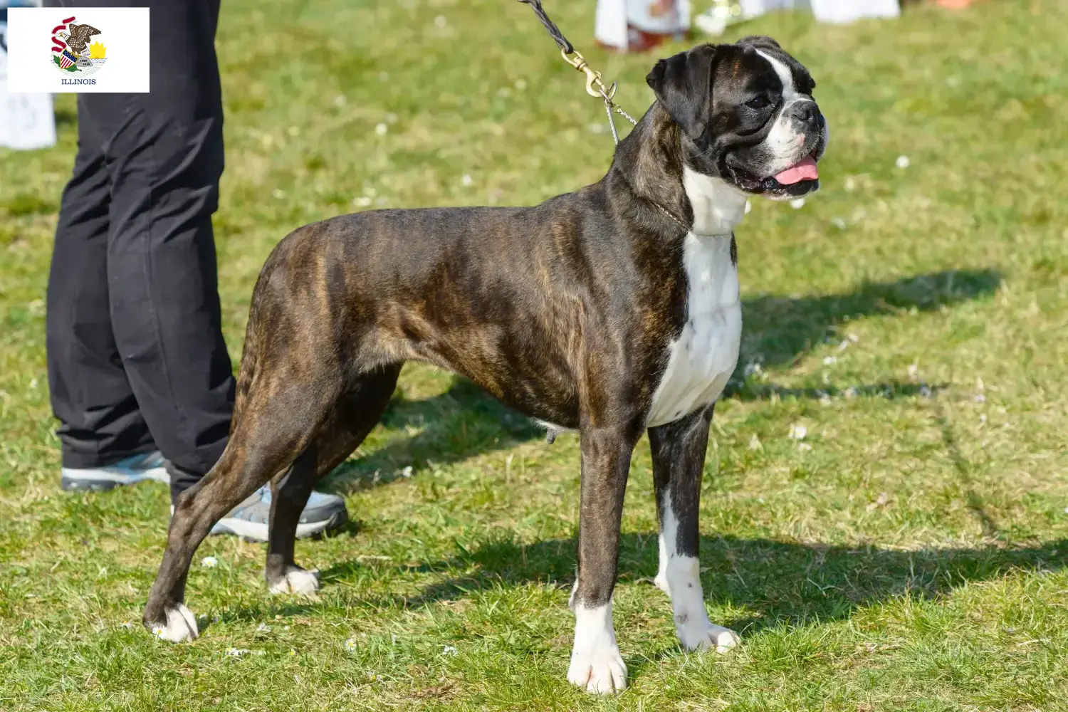 Boxer puppies and breeders Illinois Here you can find Boxer breeders in Illinois.