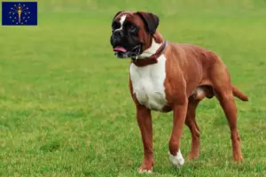 Read more about the article Boxer breeders and puppies in Indiana